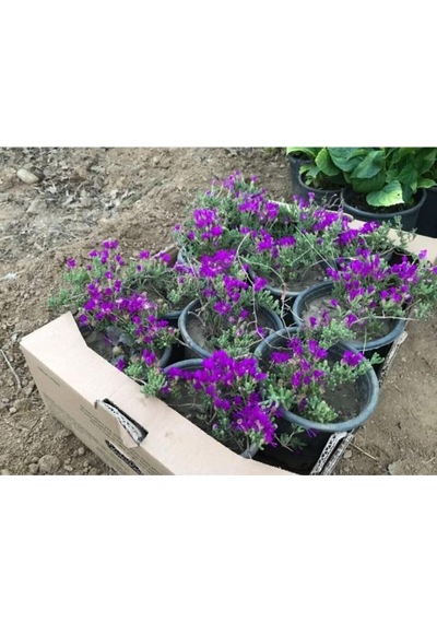 Acem Halısı Çiçeği Fidanı 10-20 Cm