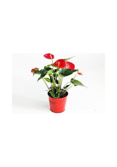 PLANTTECH Plant-Cu (5 lt)-%6 Sıvı Bakır -