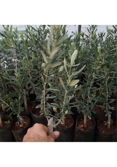 Tüplü Ispanyol Erkenci Bodur Arbequina Zeytin Fidanı 2 Yaşlı