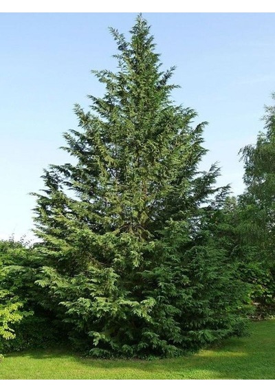 Videolu Bol Yapraklı 5 Adet Leylandi Fidanı Tüplü\saksılı 10-25cm Leyland Sapling