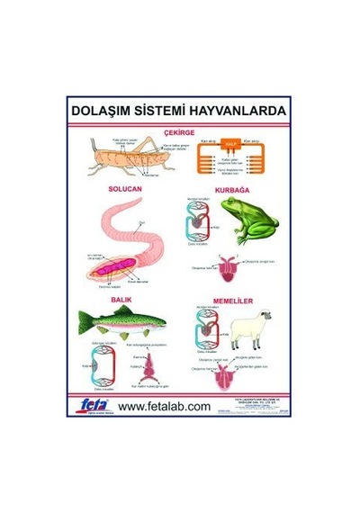 Dolaşım Sistemi Levhası Hayvanlarda