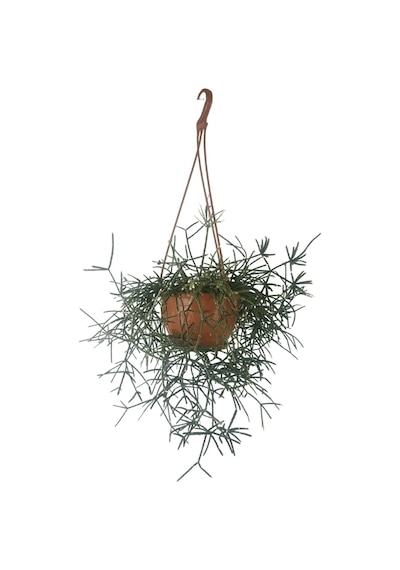 Rhipsalis Pilocarpa | Askılı Saksıda