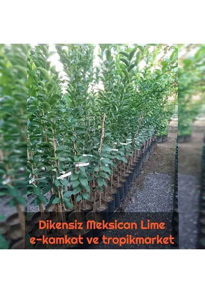 5 Yaş Aşılı Dikensiz Mexican Lime Limon Fidanı. Torbada