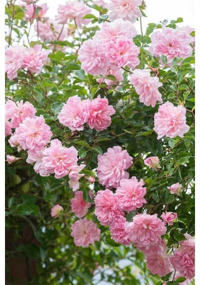 Pembe Sarmaşık Gül
