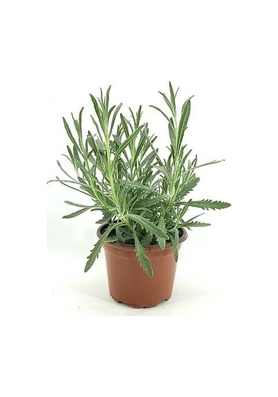 Ev Bahçe Bitkisi Lavanta Çiçeği Fidanı 10-20 Cm