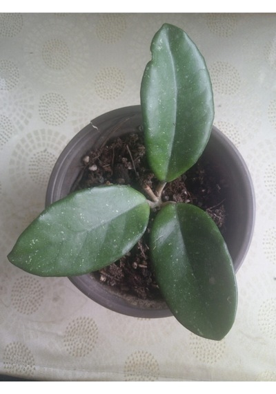 Mum Çiçeği Hoya Carnosa Fidesi 16 Cm Lik Sası