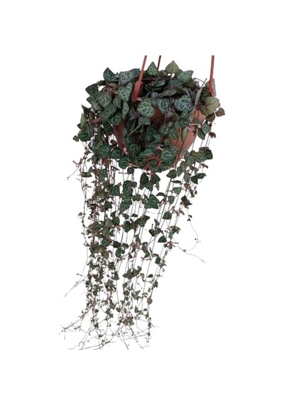Euphorbia Milii Sarı Dikenler Tacı Çiçeği