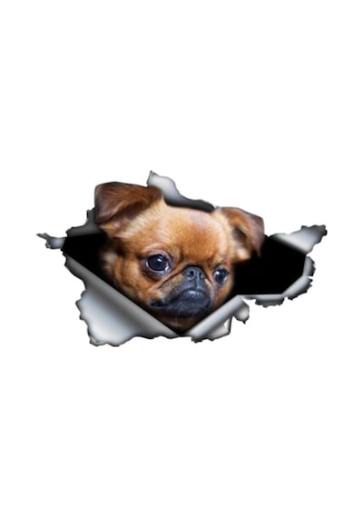 Brussels Griffon Cinsi Köpek Sticker Yapıştırma 20 Cm