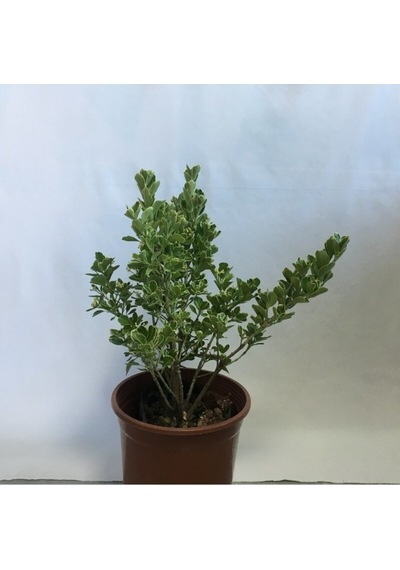 Yeşil Taflan Fidanı 20-40 Cm