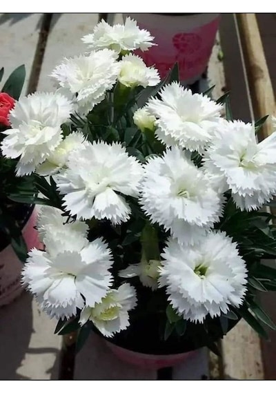 Yoğun Kokulu Beyaz Karanfil Çiçeği 1 Adet Saksılı 40-60cm Dianthus Caryophyllus