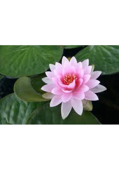 10 Adet Tohum Nadir Bulunan Pembe Lotus Çiçeği Tohumu Lotus Su Çiçeği Tohumu Nilüfer Çiçeği Tohumu