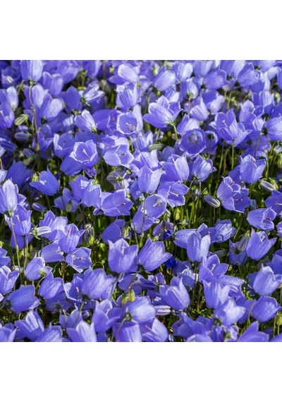 Isabella Campanula Dark Blue Çan Çiçeği Tohumu 100 Tohum