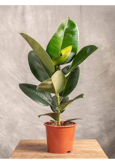 Yeşil Parlak Yapraklı Kauçuk Çiçeği 1 Adet Saksılı 20-45cm Ficus Elastica
