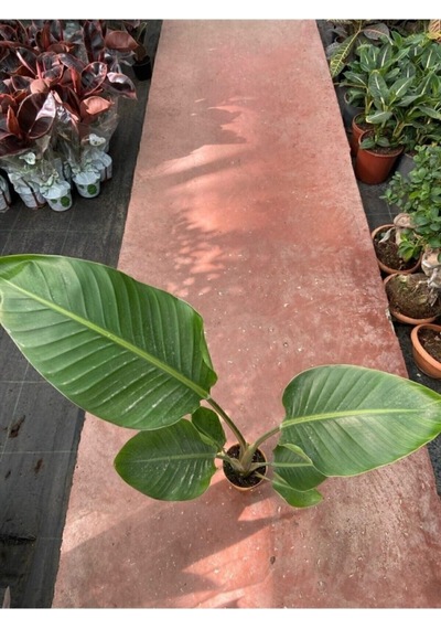 Starliçe Cennet Kuşu Strelitzia Nicolai 30-60 Cm