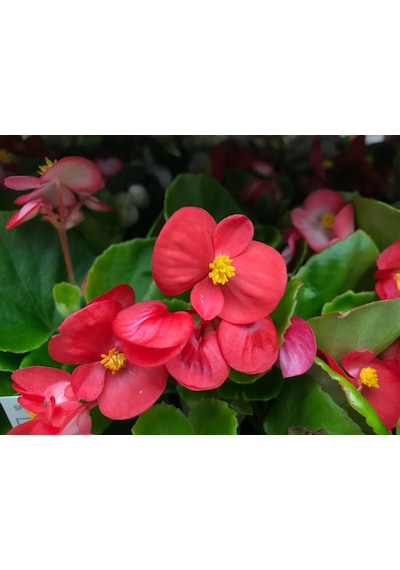 Begonya Begonia Kırmızı Renk 30 Adet
