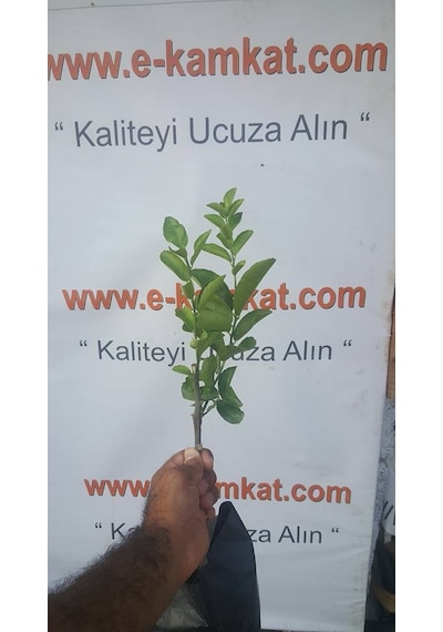 2 Yaş Aşılı Bodur Dikensiz Meksican Lime Fidanı. Torbada