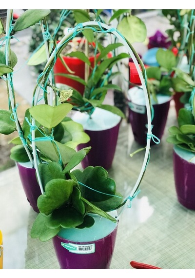Hoya Kerri 50-60 Cm Kalp Yapraklı Kokulu Mum Çiçeği Bitkisi Sevgi Çiçeği Dekoratif Saksılı