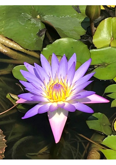 10 Adet Tohum Kaliteli Organik Mor Lotus Çiçeği Tohumu Hediye Toh