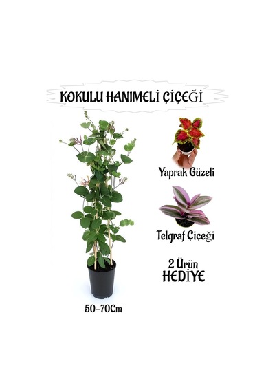 Mis Kokulu Hanımeli Çiçeği 1 Adet+yaprak Güzeli-telgraf Çiçekleri Hediye