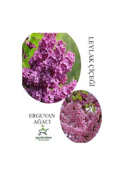 Kokulu Leylak Çiçeği Fidanı 1 Adet Saksılı 30-60cm+erguvan Ağacı Fidanı 40-80cm