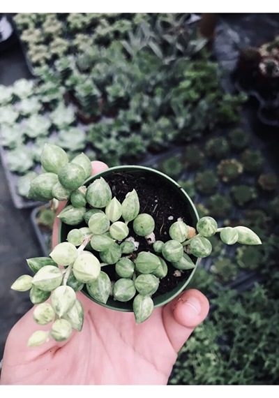 Sarı Yeşil Renkli Senecio Rowleyanus Variegata Tesbih Çiçeği
