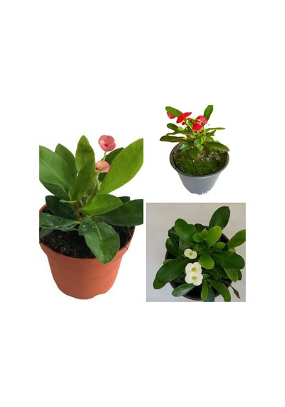 Serada Decor Plant Dikenler Tacı Milli Euphorbia Set 3 Adet Kırmızı-pembe-beyaz