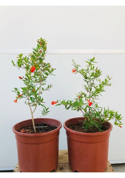 Süs Narı Fidanı Saksılı 5,5 Litre Ev , Ofis Için Bonsai Cüce Süs Nar Fidanı