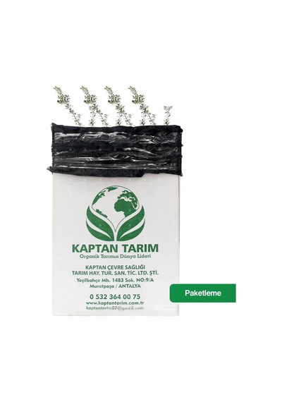 Storeşahin 1 Yaş Koroneiki Girit Zeytin Fidanı 10 Adet 30 Cm Shn0720