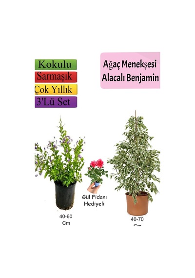 Beyaz Alacalı Benjamin Bitkisi+ Ağaç Menekşesi Duranta + Gül Fidanı Hediyeli