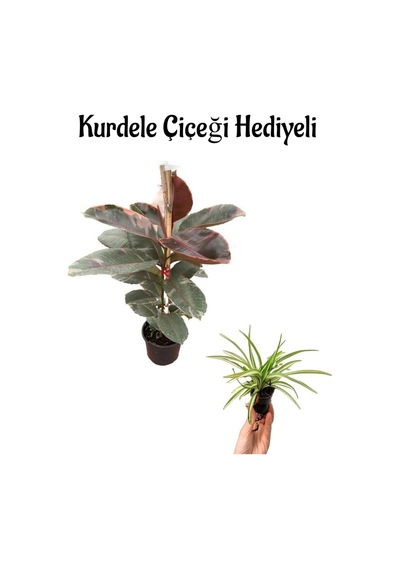 Parlak Yapraklı Pembe Renkli Kauçuk Bitkisi Sevgililer Gününe Özel Kurdele Çiçeği Hediyeli