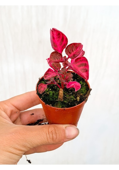 Serada Decor Plant Çingene Şalvarı Bitkisi Iresine Herbstii 5.5 Cm Saksıda