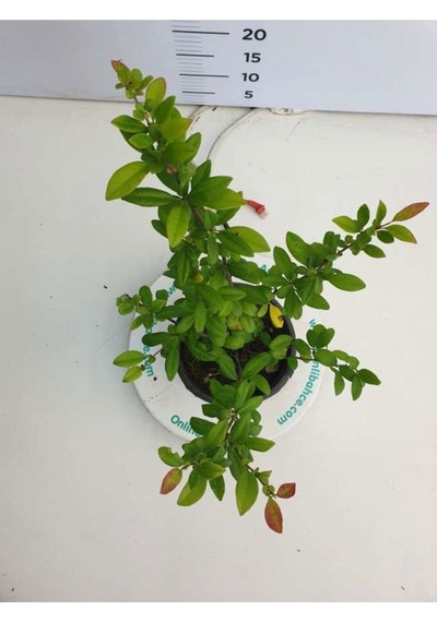 Kırmızı Bahardalı Çiçeği Fidanı 1 Adet Saksılı 40-60 Cm Japon Ayvası Chaenomeles Japonica
