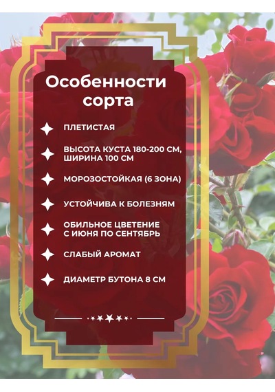 Dream Roses Amadeus Gül Fides 209850836