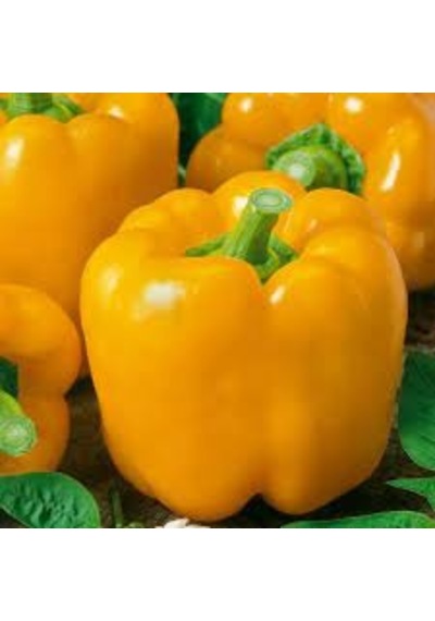 100 Adet Tohum Nadir Sarı Tatlı Dolmalık Dolma Biber Tohumları
