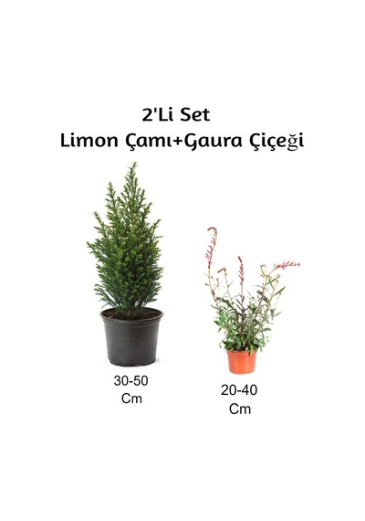 Limon Çamı+ Gaura Çiçeği 2'li Set Dış Mekan Bitkisi