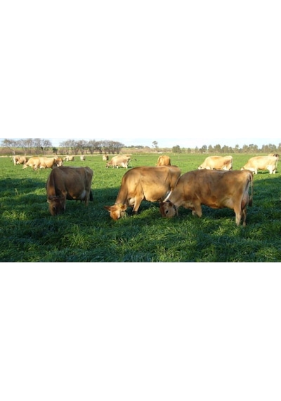 Ryegrass Tohumu Süt Otu Tohumu 5 Kg