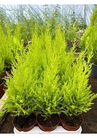 Bahçelerin Vazgeçilmezi Limon Çamı Fidanı 20 Adet Tüplü 15-25cm Bahçe Bitkisi