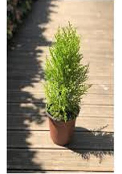 Videolu Mis Kokulu Limoni Servi 35-40 Cm Saksılı/tüplü Dış Mekan Ağaçları Cupresus Macrocarpa