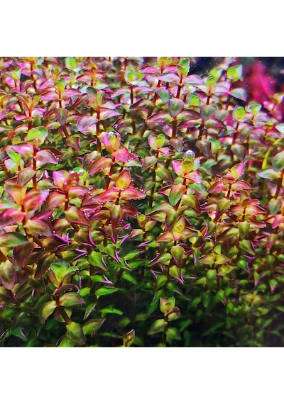 Rotala Macrandra Mini Pink Akvaryum Bitkileri Akvaryum Bitkisi 5 Dal