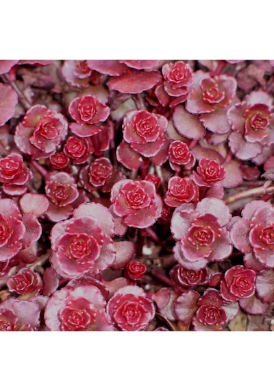 Sedum Vodoo Kırmızı Dam Koruğu Yer Örtücü Yayılıcı Bitki 45 Ade
