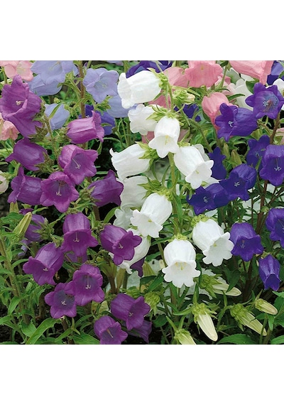 Calycanthema ‘Cup & Saucer’ Campanula Karışık Çan Çiçeği Tohumu