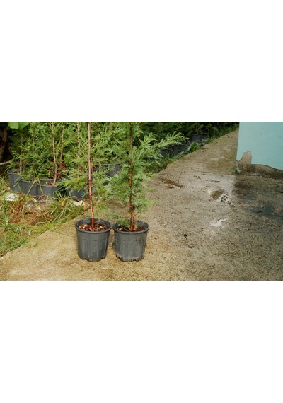 Leylandi Fidanı Canlı Çit Bitkisi 120-140 Cm