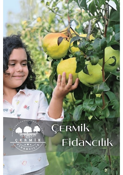 Tüplü Büyük Deveci Armut Fidanı
