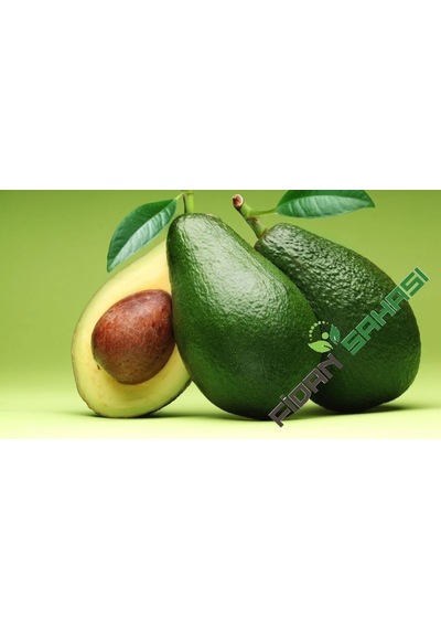 Aşılı Tüplü 2 Yaş Zutano Avokado Boy 60-90cm