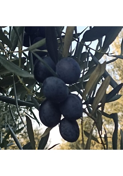Gemlik Sofralık Siyah Zeytin L 10kg