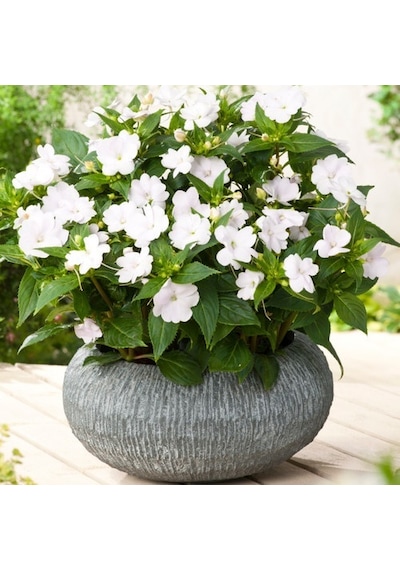 Cam Güzeli Çiçeği -impatiens Walleriana - Beyaz 10 Adet