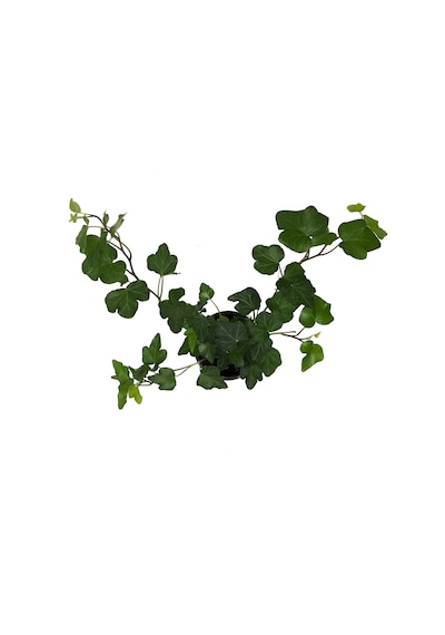 Hedera Helix (Duvar Sarmaşığı) Ø8,5 CM Y10-15 CM