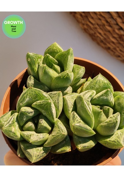 Haworthia Cymbiformis Sukulent 1 Adet