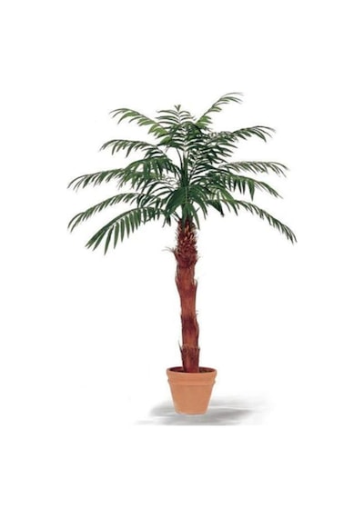 Washingtonia Robusta Palmiye Ağacı Tohumu 3 Adet Tohum