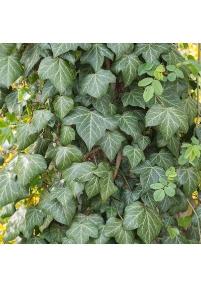 Tüplü Hedera Helix Yeşil Duvar Sarmaşığı Fidanı 80-120 Cm